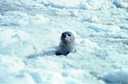 seal in the Arctic